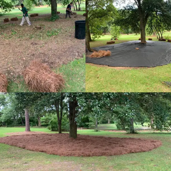 Professional Tree Care