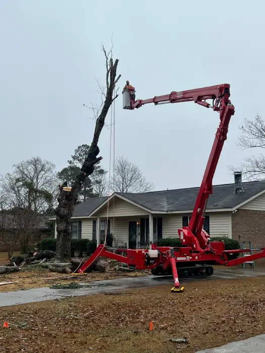 Professional Tree Removal
