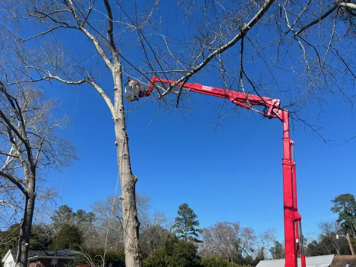 Professional Tree Removal