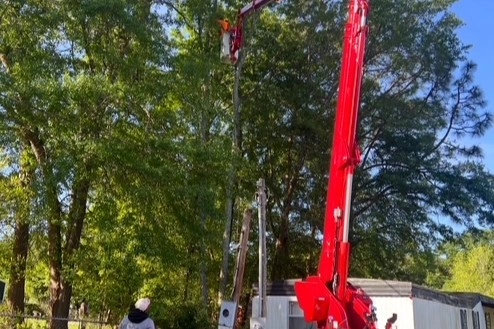 Tree Care