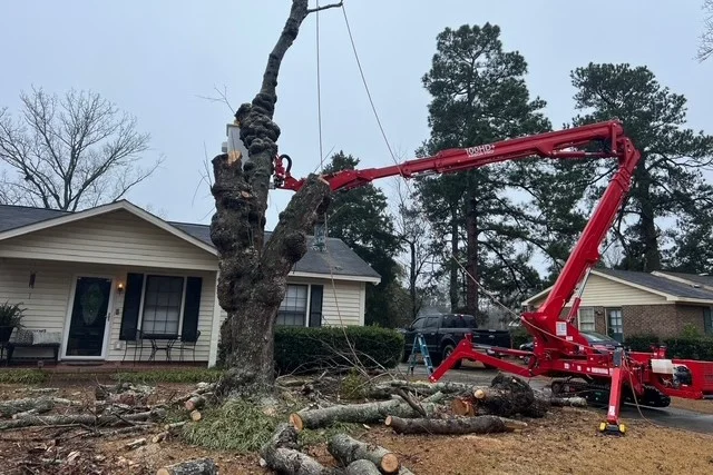 Tree Removal